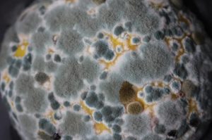 biohazard combined with water damage and mold